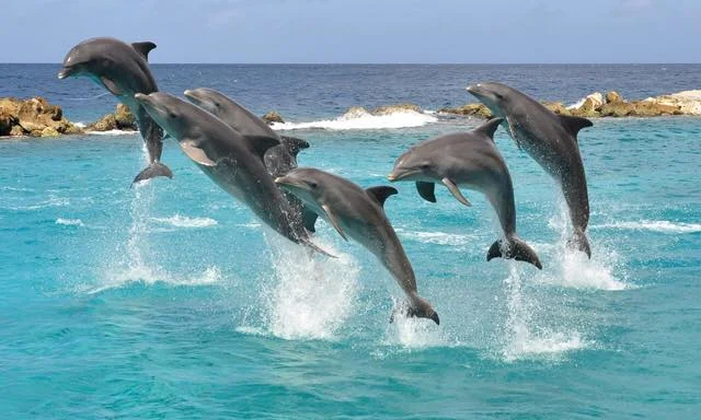 Curacao family vacation - sea aquarium