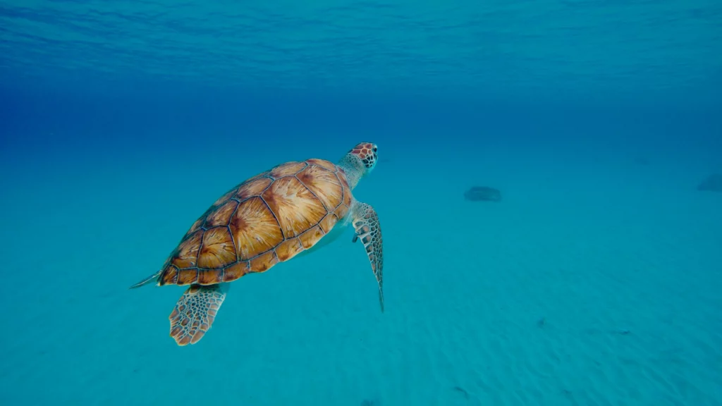 Sea turtle - close to beach near luxury Villa Mambo Paradise